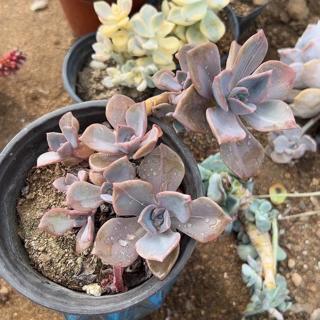 多肉植物彩虹糖群