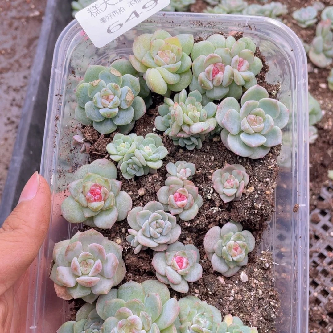 糕大上多肉植物649