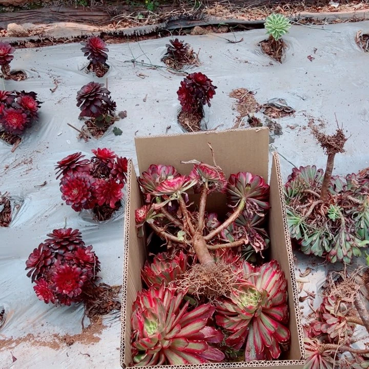 三颗老桩不售后多肉法师