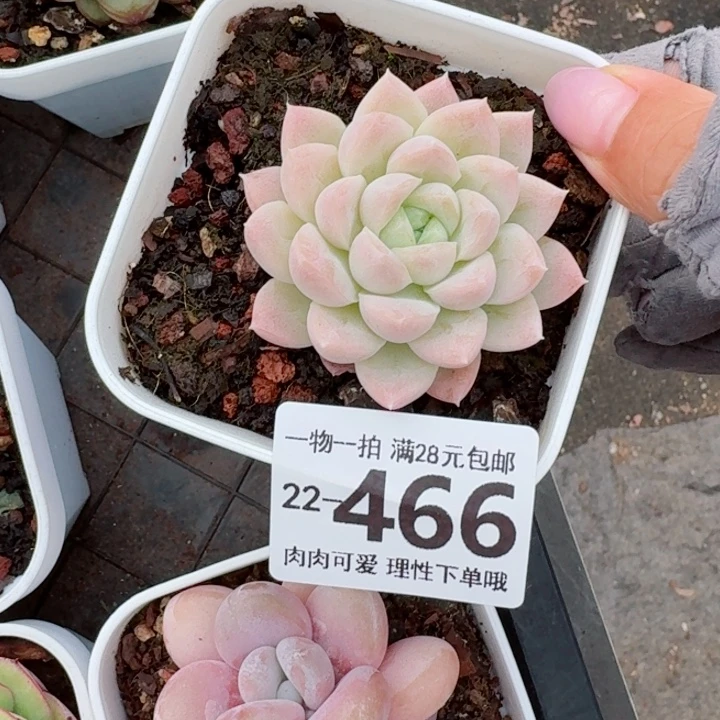 奶油美人无盆土发货无盆土发货无