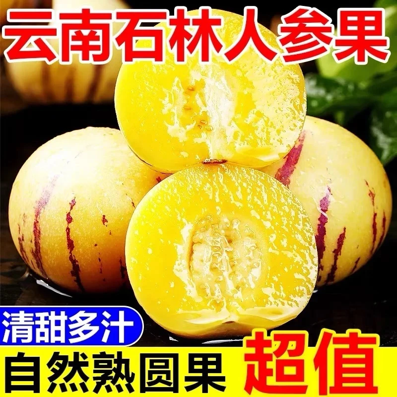 黄肉人参果2025年花皮应季云南石林风化石人参果新鲜采摘产地直发