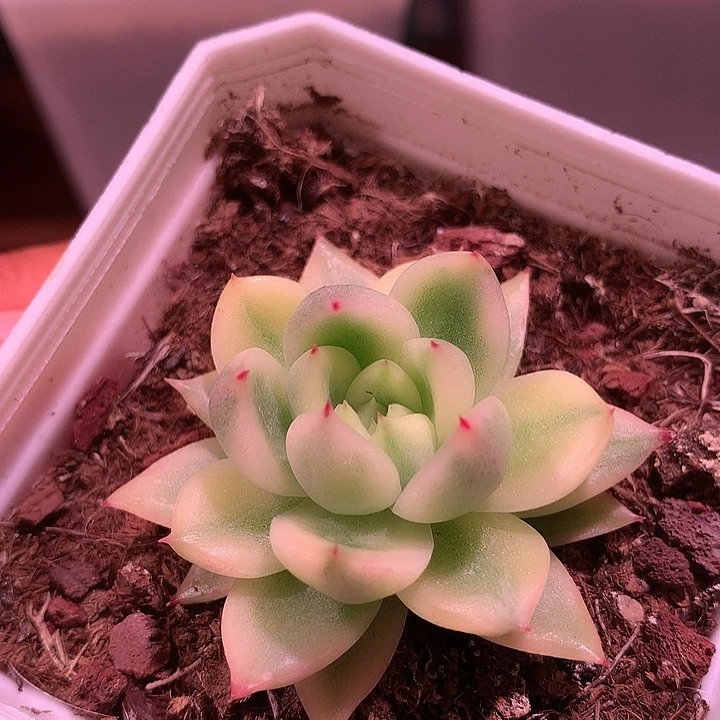 晴空珍妮锦锦锦锦锦