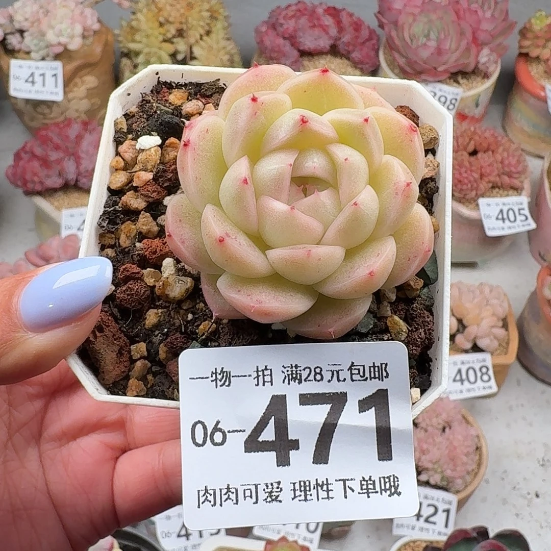 麦秆无盆土发货无盆