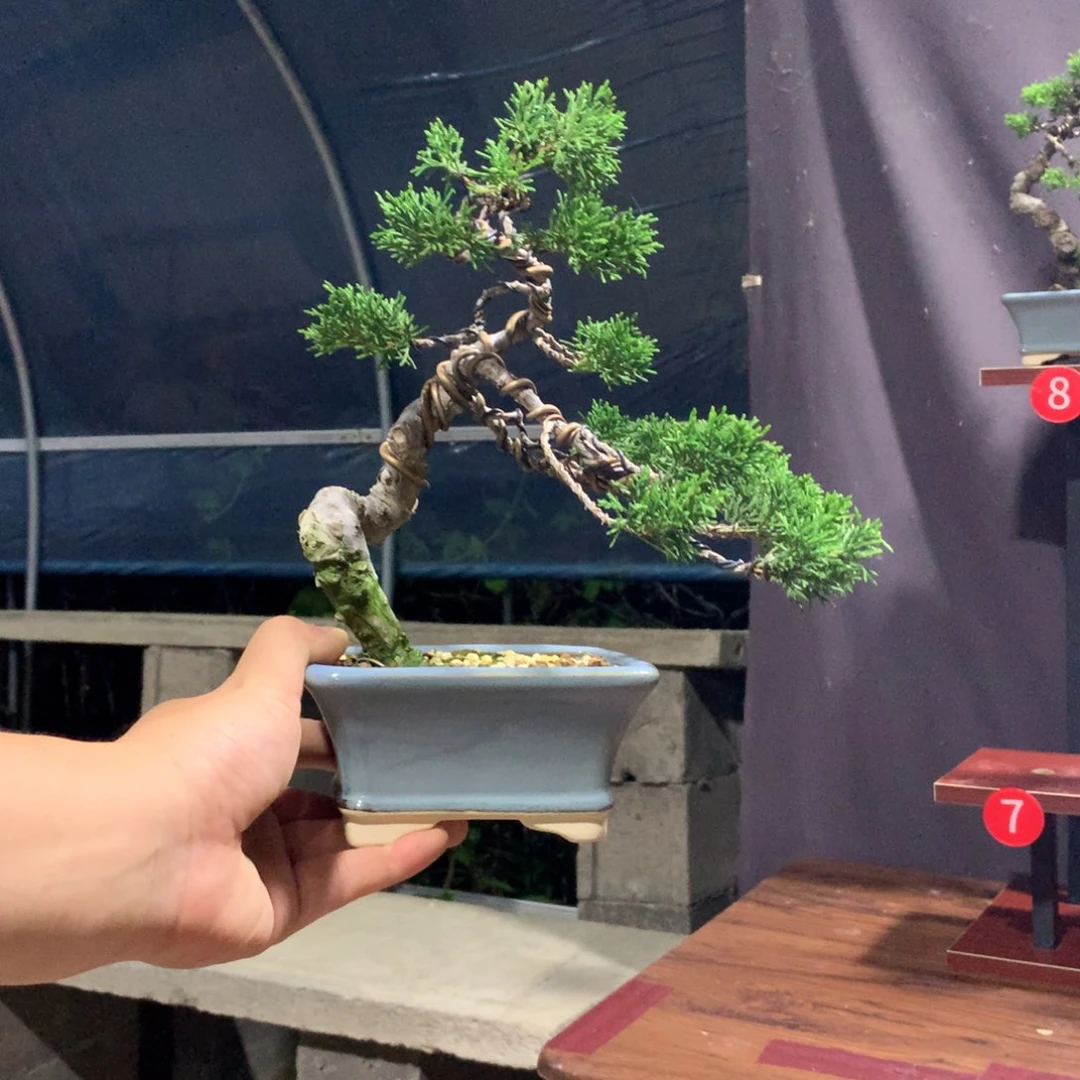 顾***准无花朵宫坂系鱼川