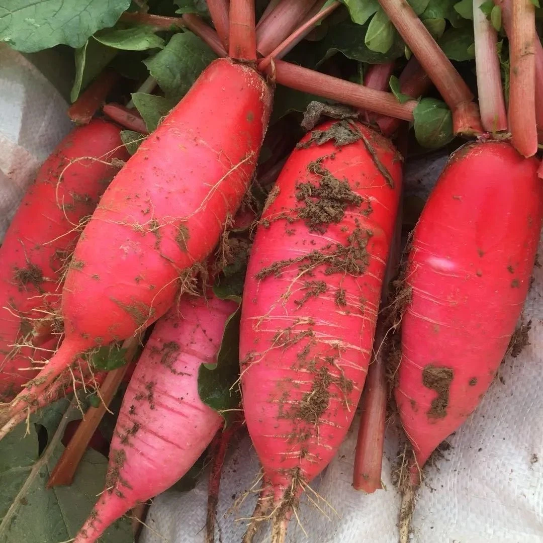 云南红皮萝卜新鲜萝卜现挖现发绿色蔬菜