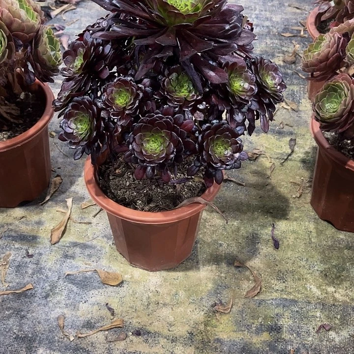 黑美姬911.0000000