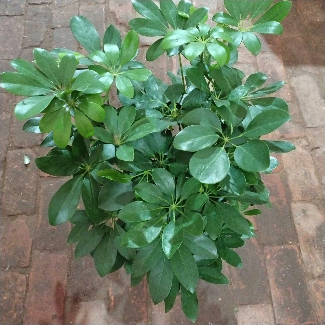 大颗型鸭脚木招财树室内绿植茶室盆栽