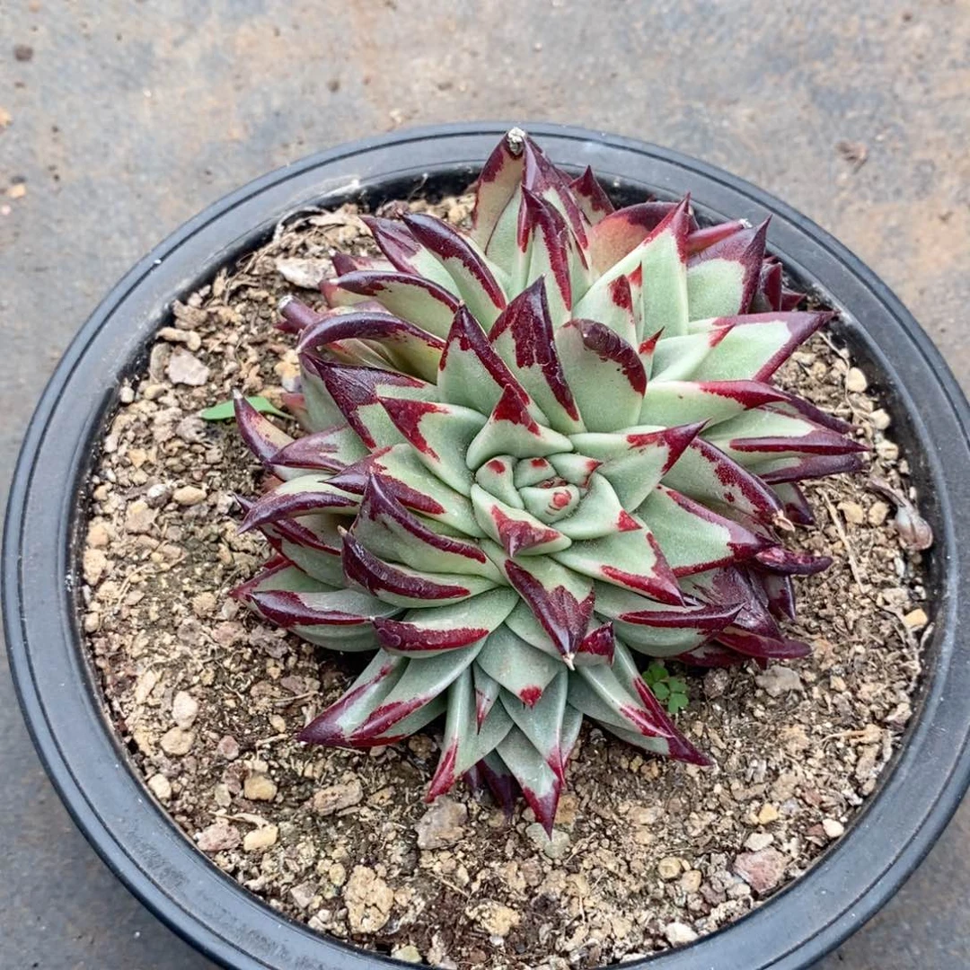 雨*用180换补差美乌桃群