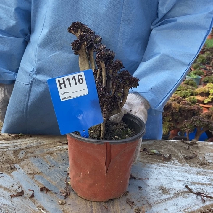 用***1H116小黑豆缀化老桩
