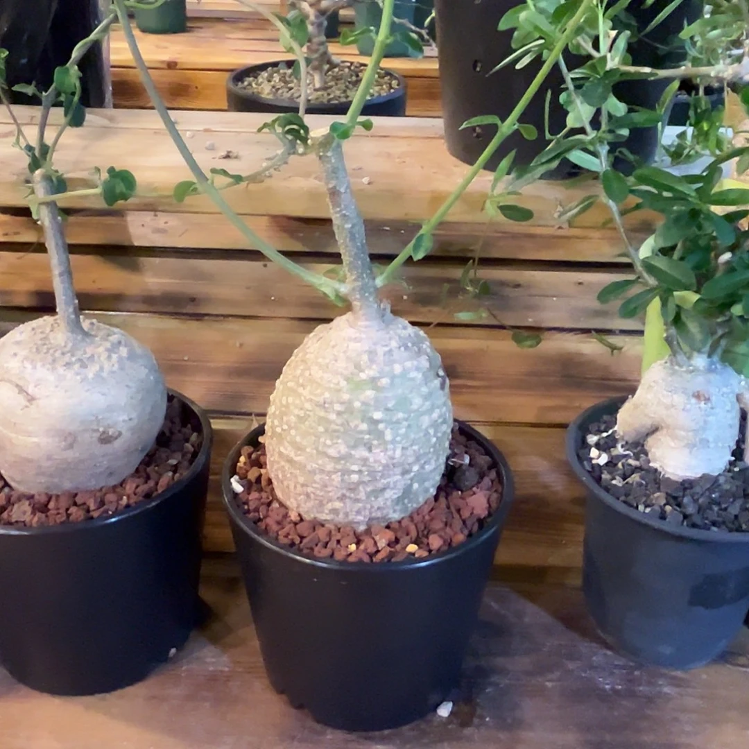 汤圆植物火星人哈