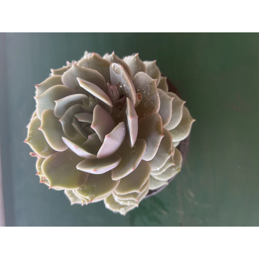 王小二多肉露娜莲12杯冠幅10-12厘米多肉植物带基地原盆原土发货