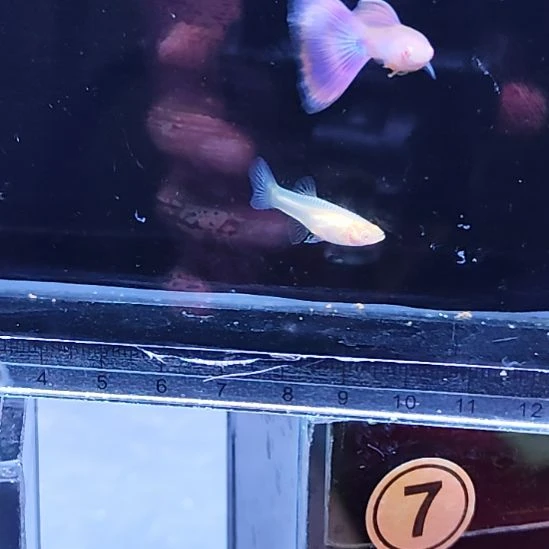 孔雀鱼14金粉世家一对