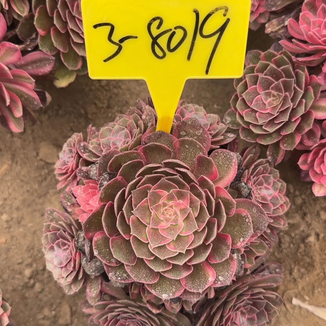 3-8019--黑魔锦多头