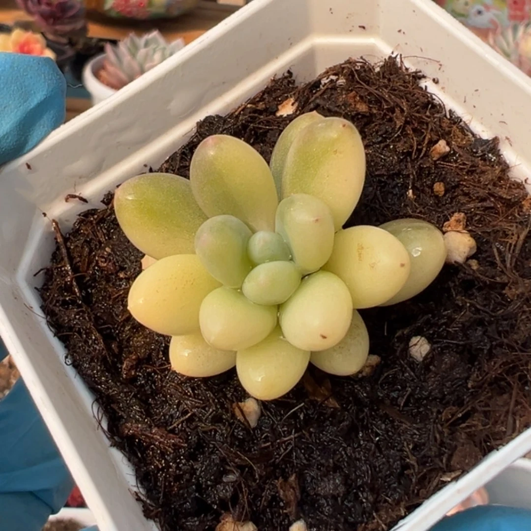 奶酪锦，多肉植物