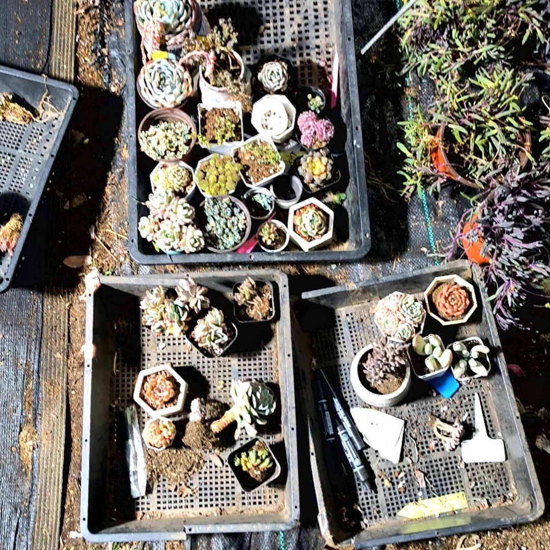 爱**养满9元包邮，一大框子样板货，有粉水晶