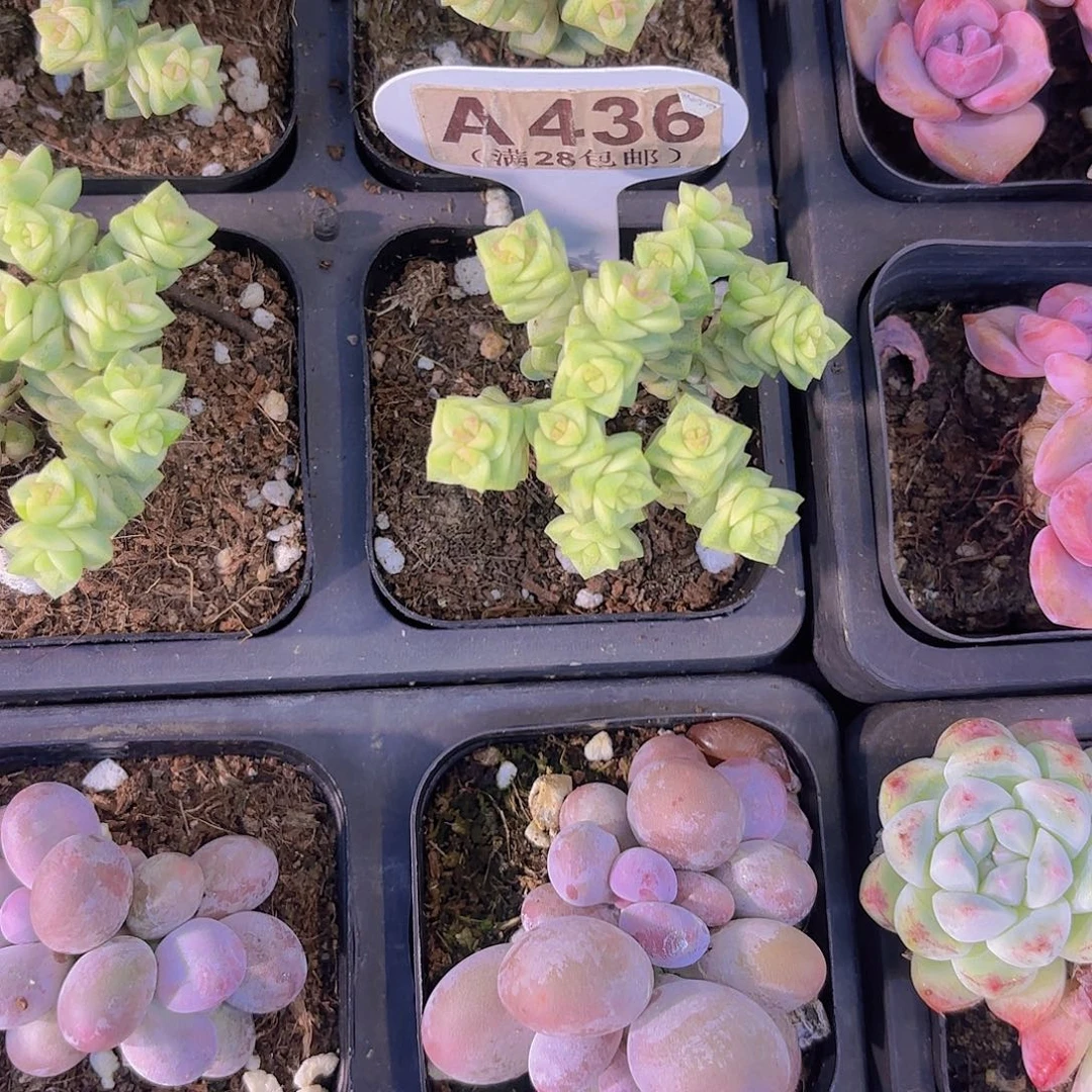 A436蜡笔一物一拍