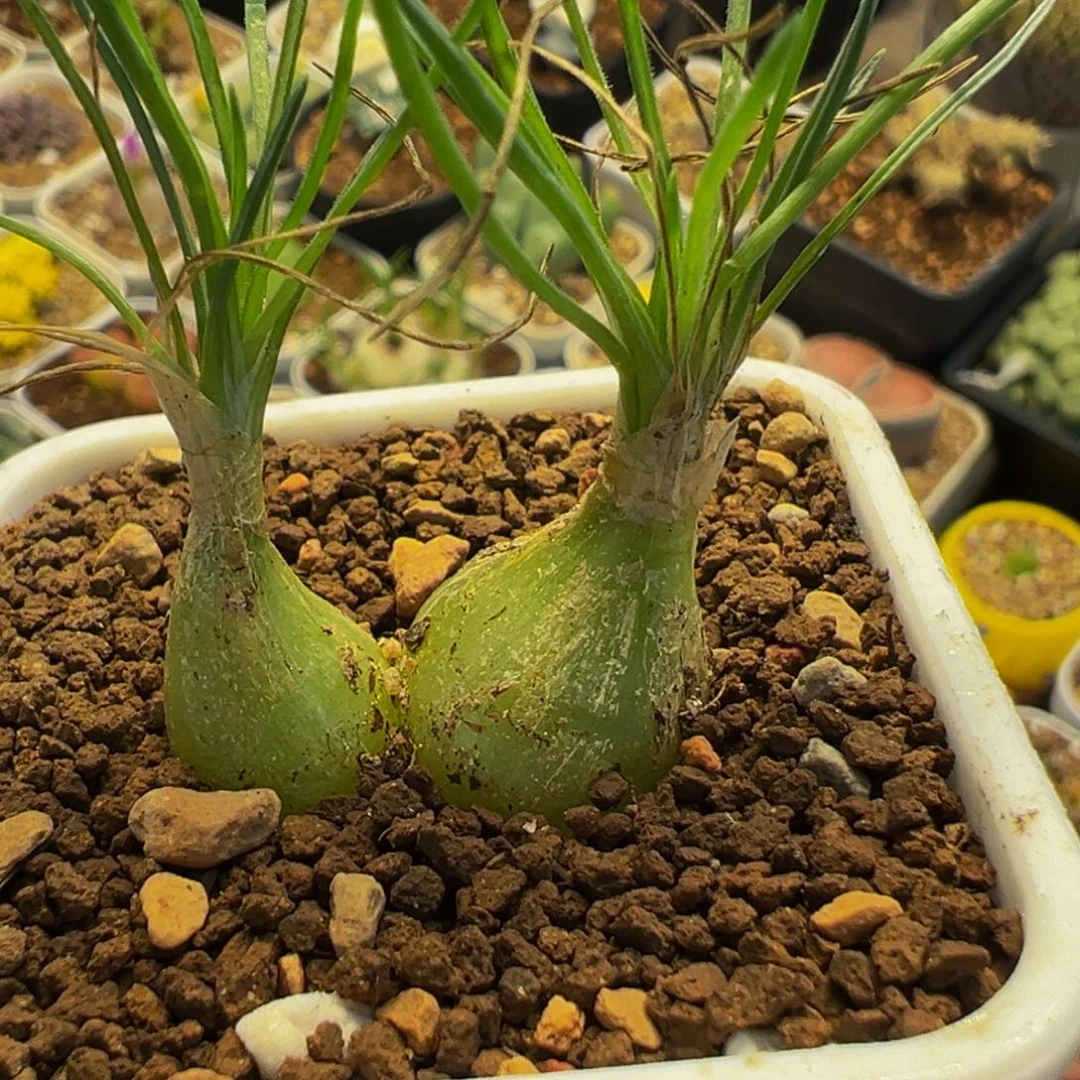 652多肉植物种类多样