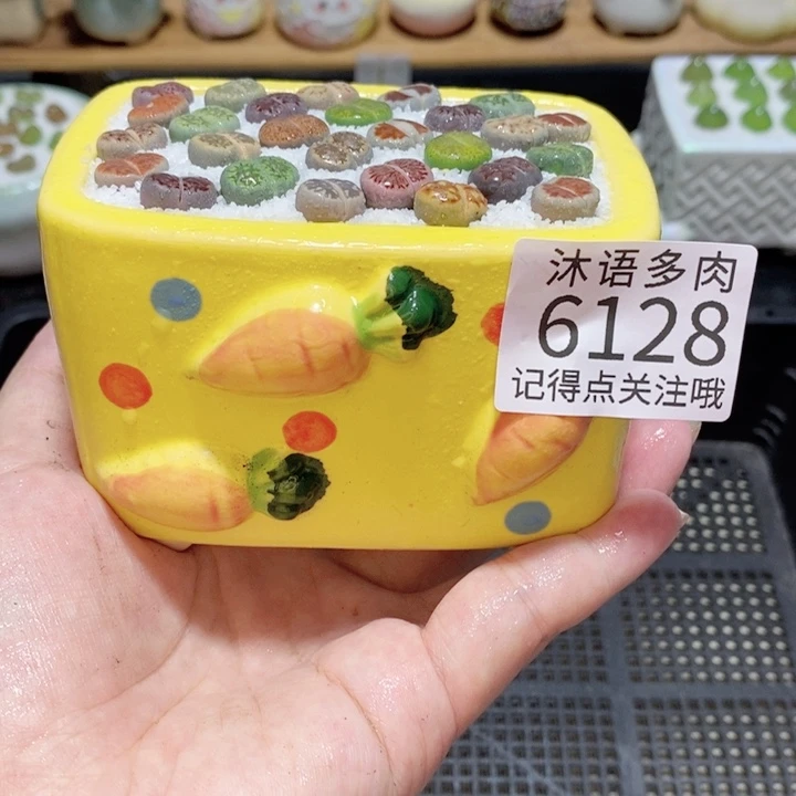 带盆土发货 精美盆栽6128