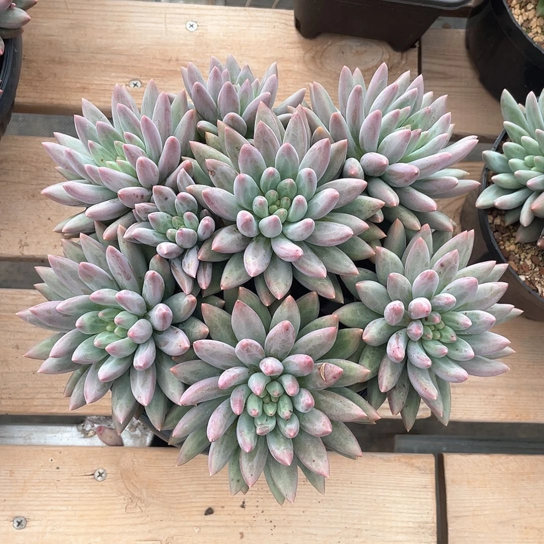 多头群红蜻蜓捧花11