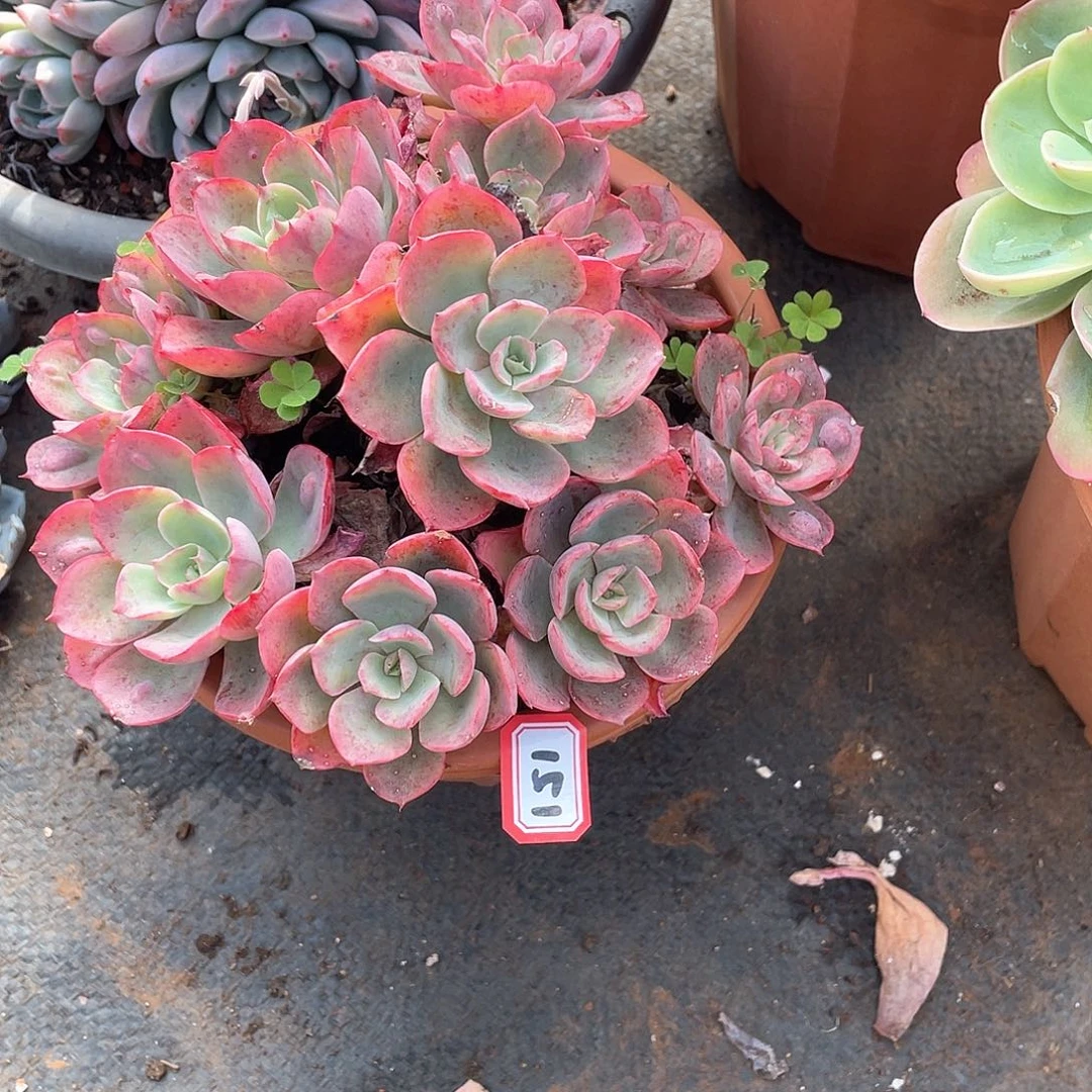 151雨滴 一物一拍多肉