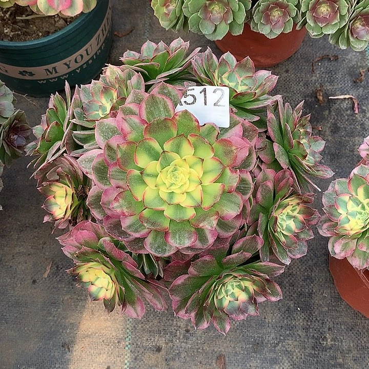 丹***_512.海仙多肉植物