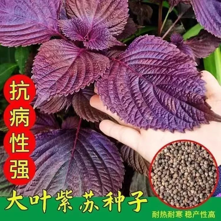 【大叶紫苏种子】籽苏子叶可食用双面紫苏子耐寒四季阳