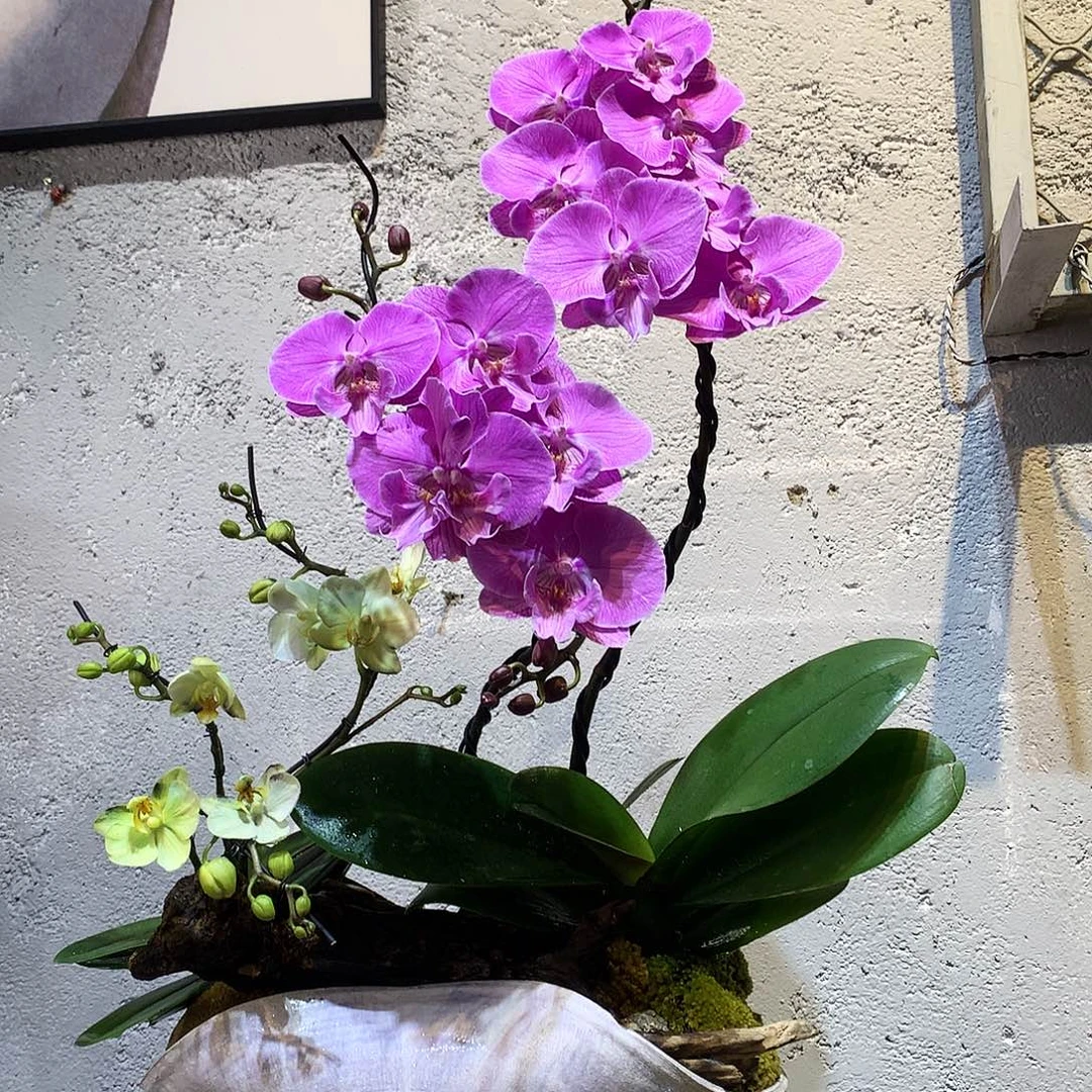 完全开放蝴蝶兰一物一拍