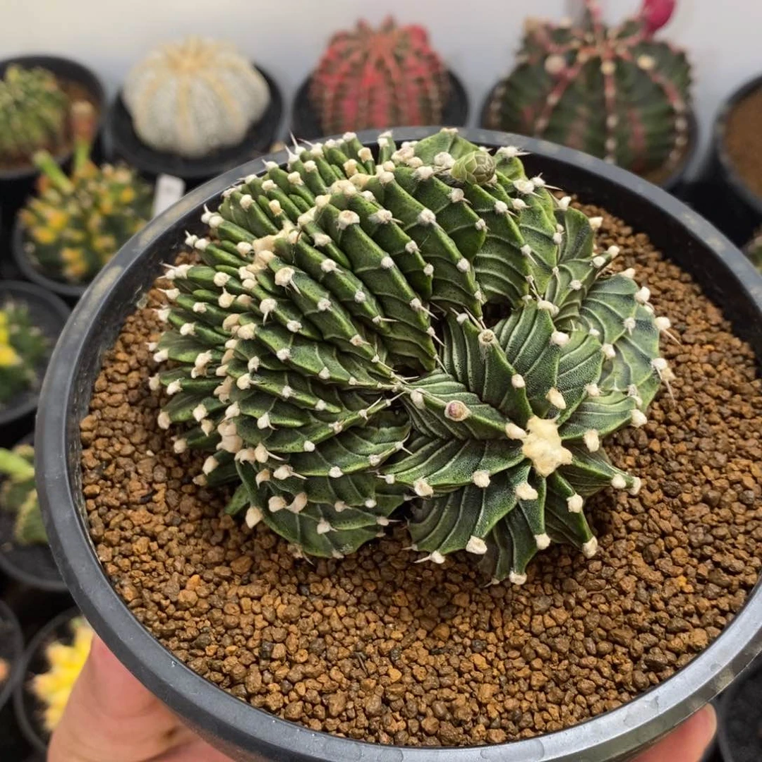 泰系褪刺肋骨缀化——带盆土发货