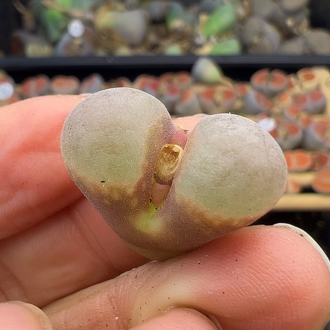 1630福利炸111111111111