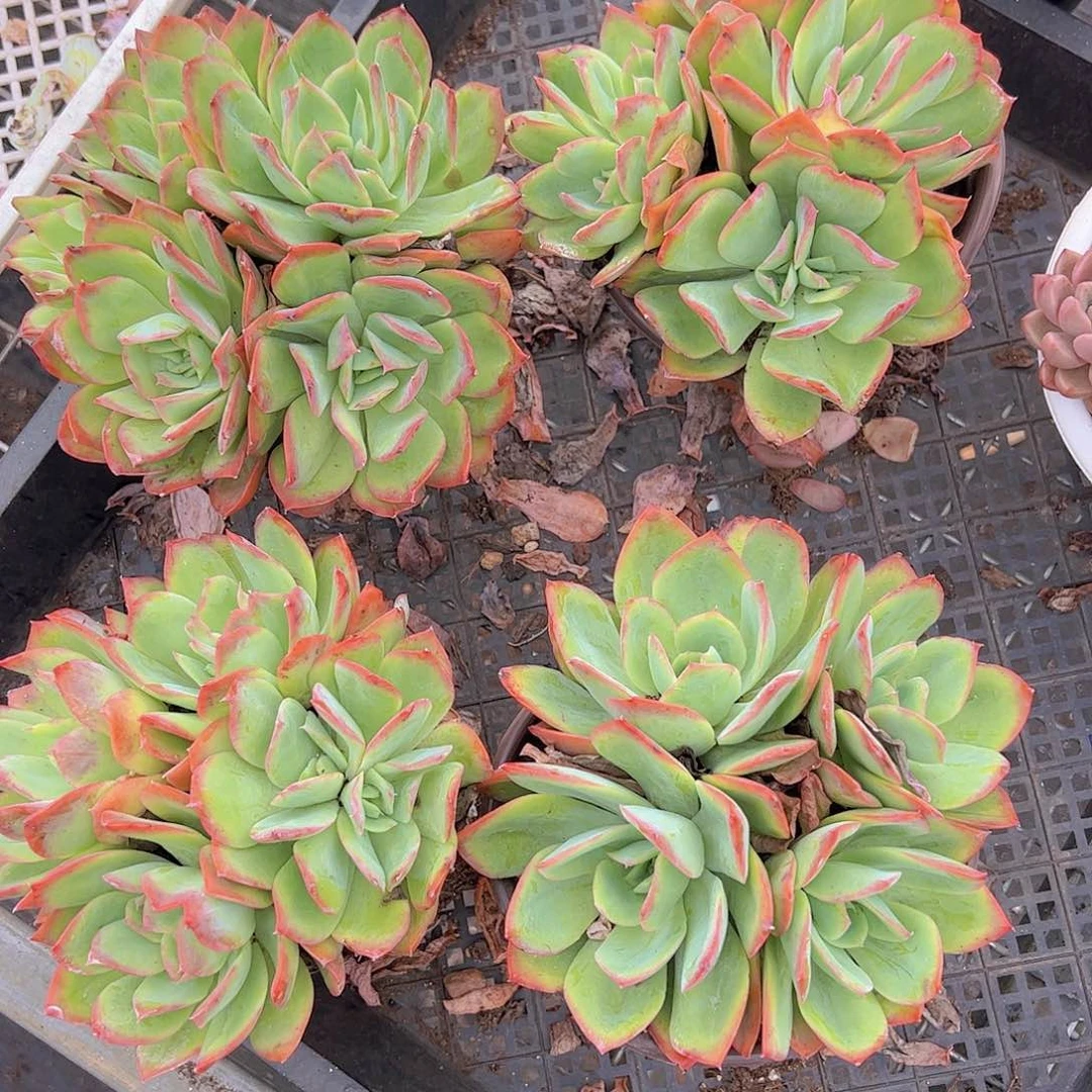 绮罗仙子多头群精控