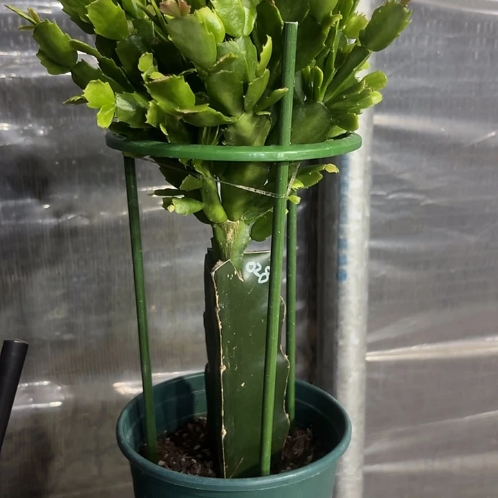 当前无花栽培后可以开花