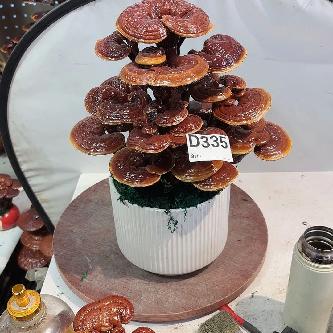 无花朵灵芝588888585555888