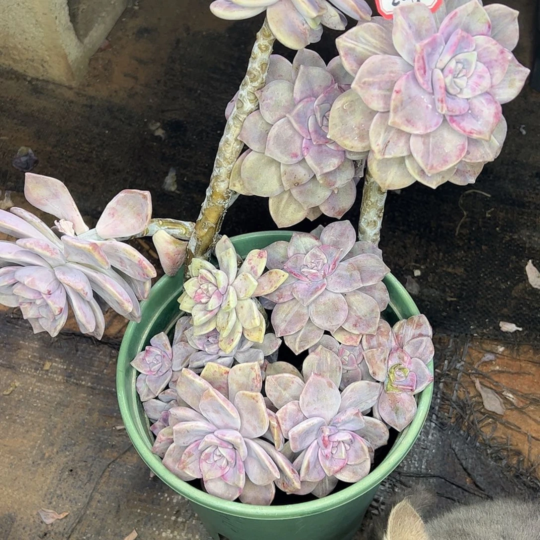 208号石化紫乐锦，一物一拍