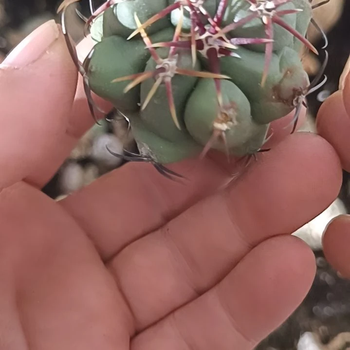 实生仙人球实生仙人球