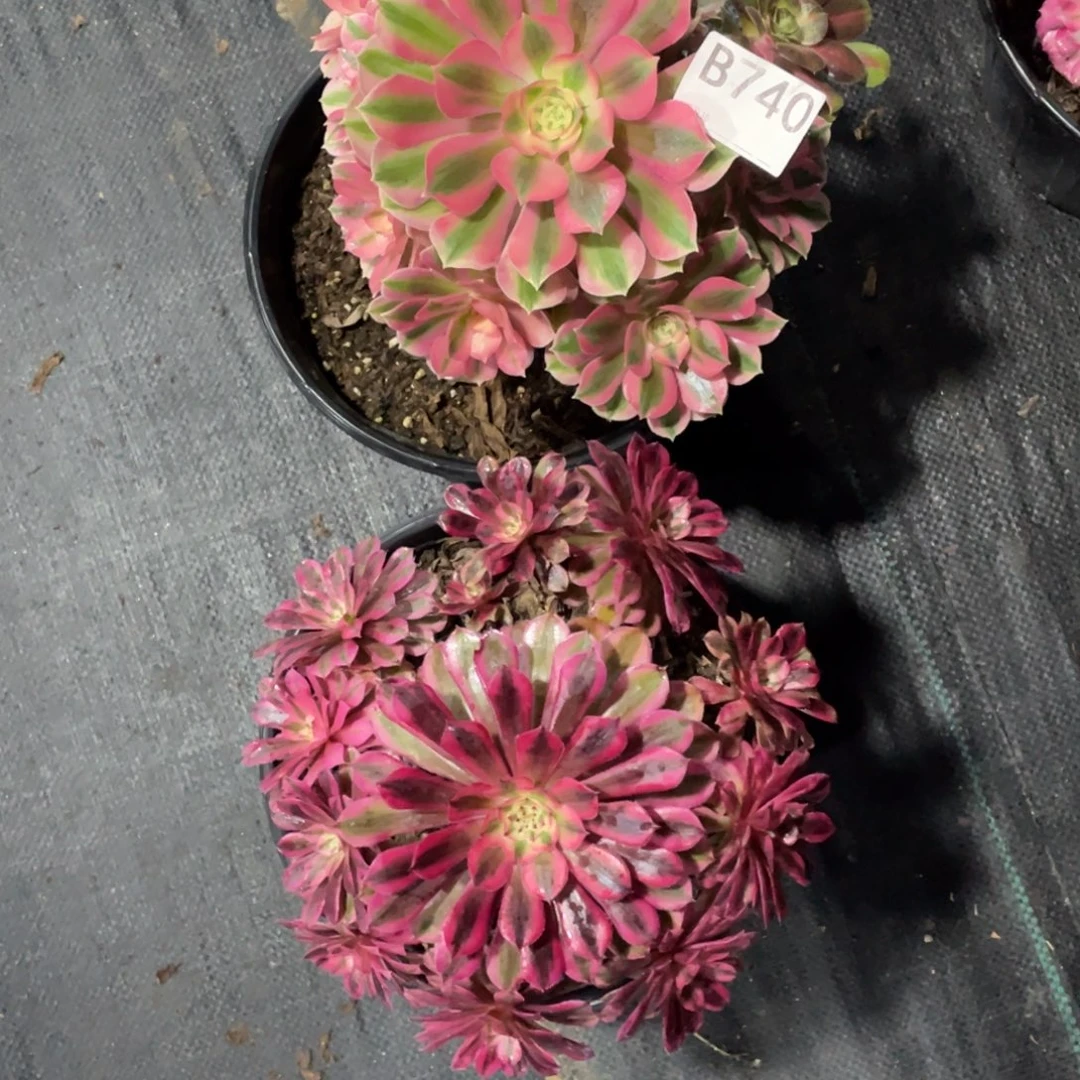 黑铜白和粉女巫。     740