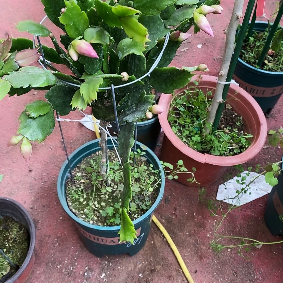 燕***子完全开放福利款单层