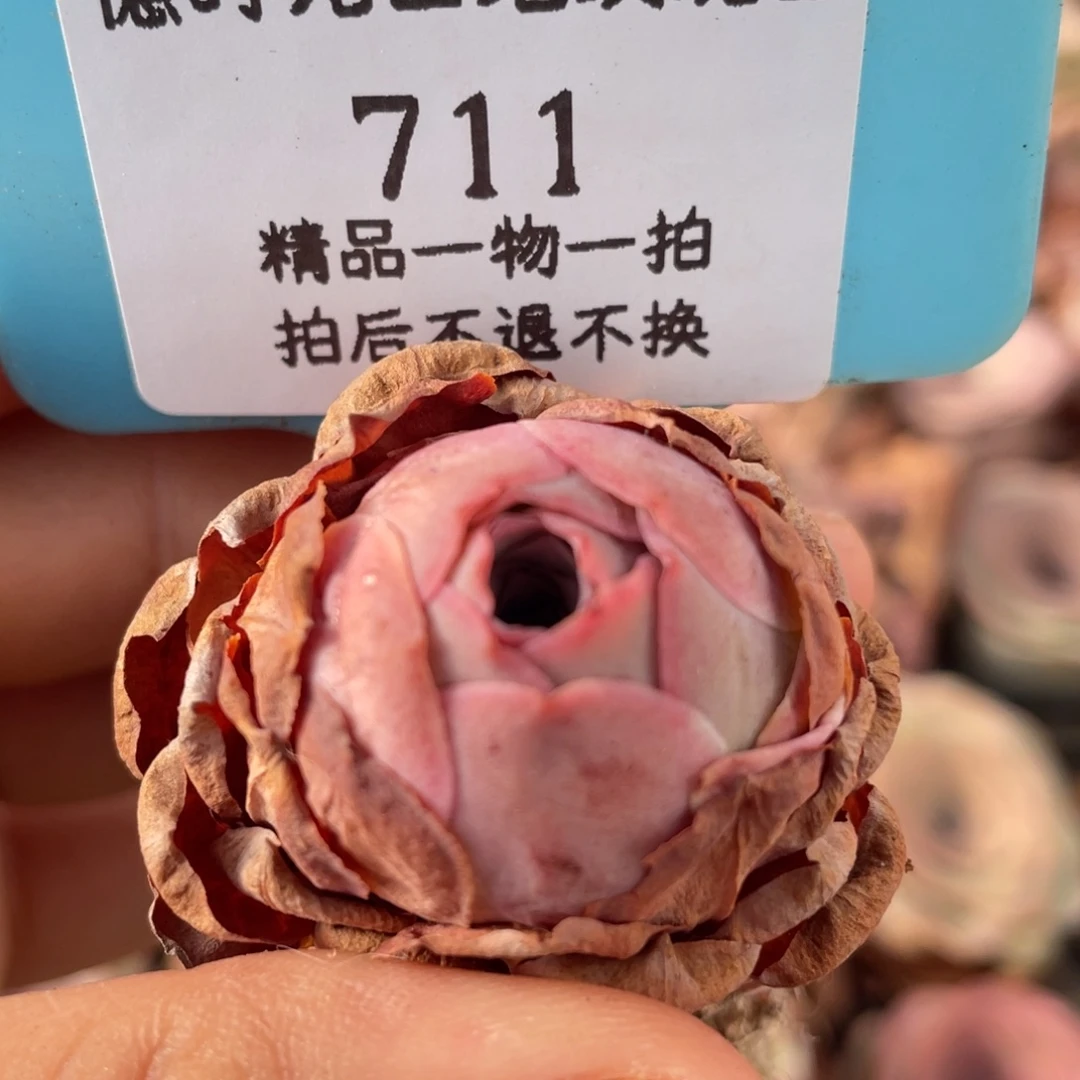 山地玫瑰711裸根发货不售后