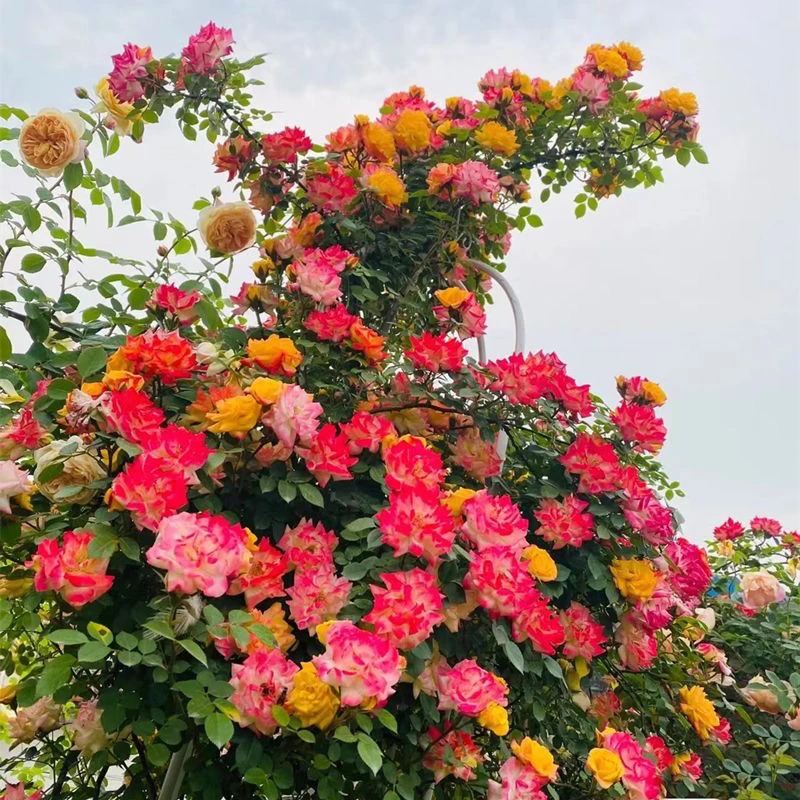 藤彩虹 大型藤本爬藤月季 一颗多色 阳台庭院种植好养活小花朵
