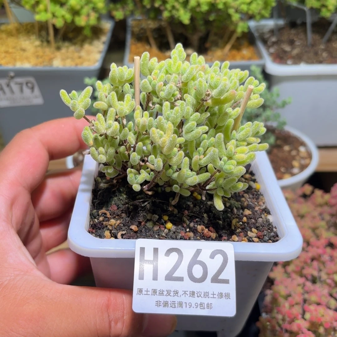 枝干番杏奶油色冰晶H262