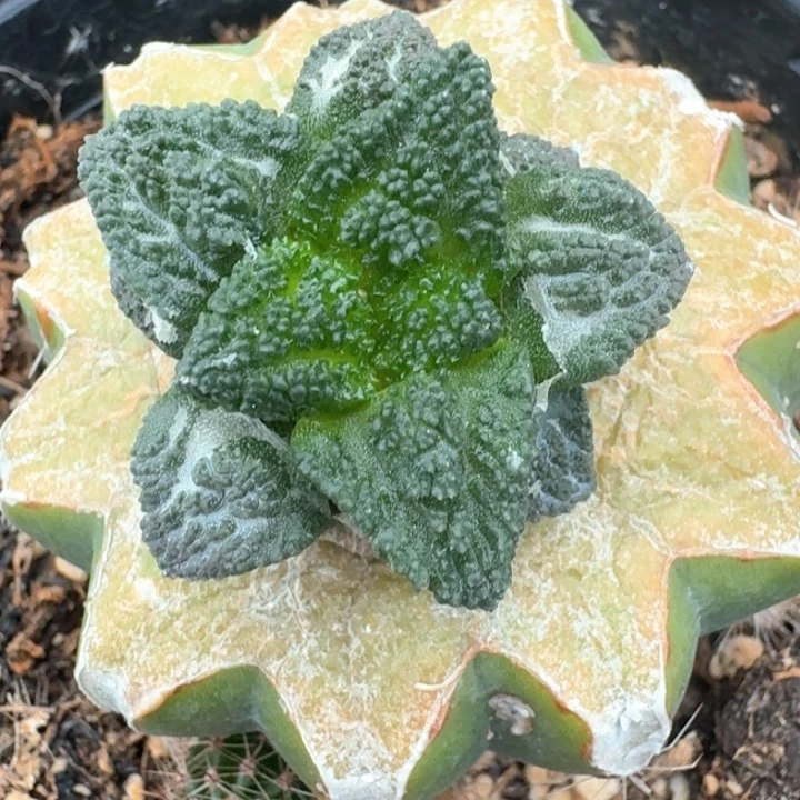 辛顿苗接仙人球特价