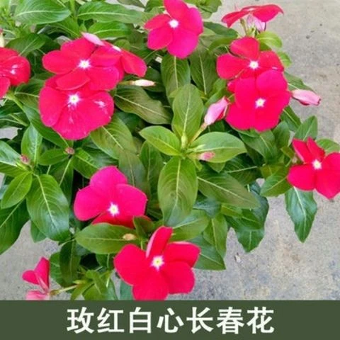 长春花种子花籽四季播种开花室内庭院盆栽花卉种子日日春花种籽子