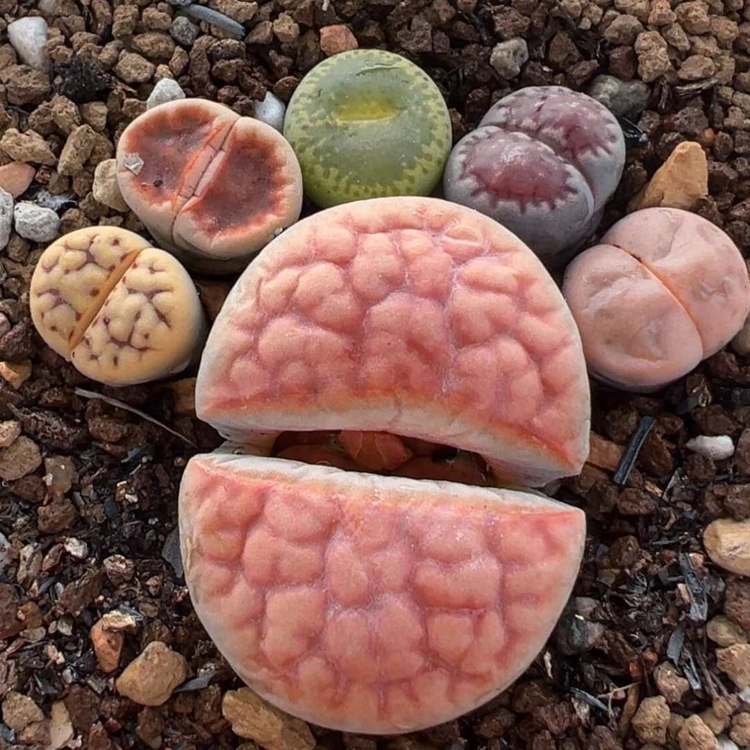 303多肉植物百科植物