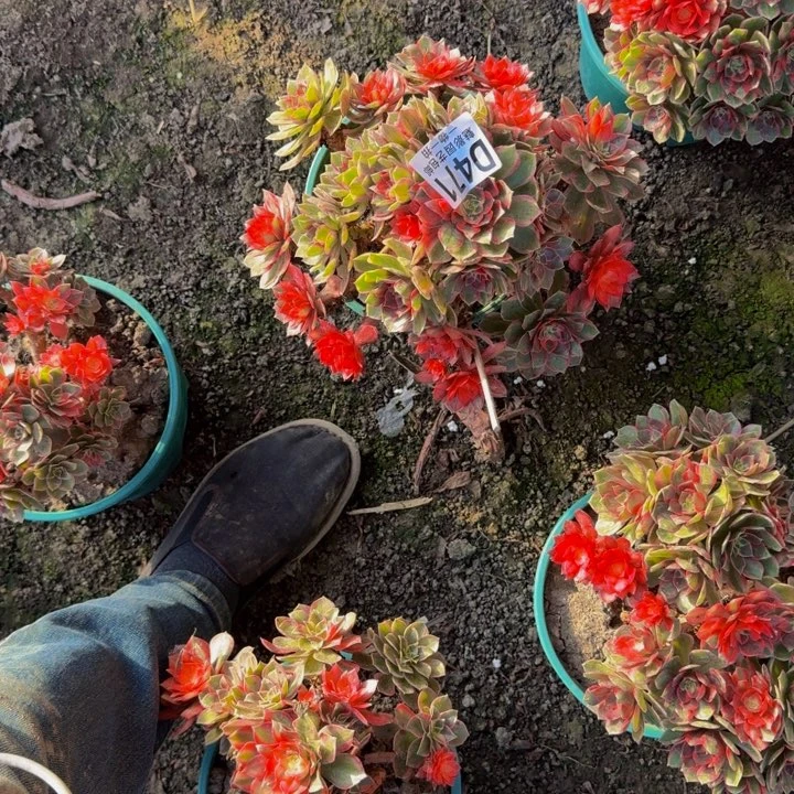 泽***木黑魔锦花25-26包邮花花