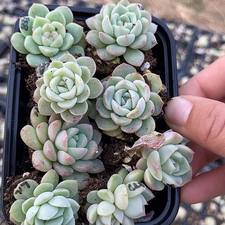 8款甜心套餐组合一份