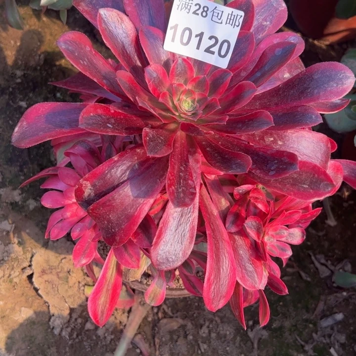 10120美杜莎多肉植物