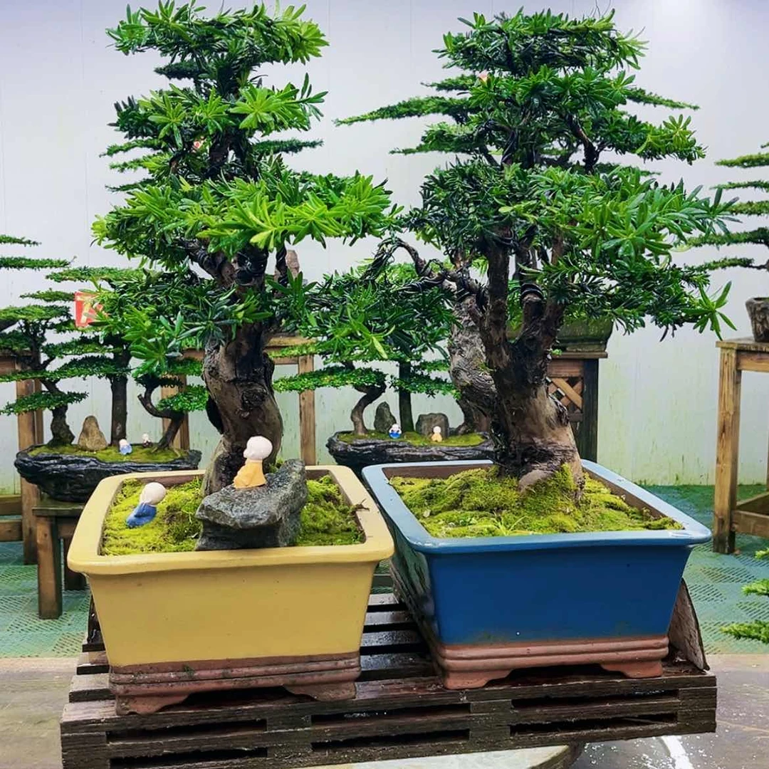 【闪购商品】无花朵【****司