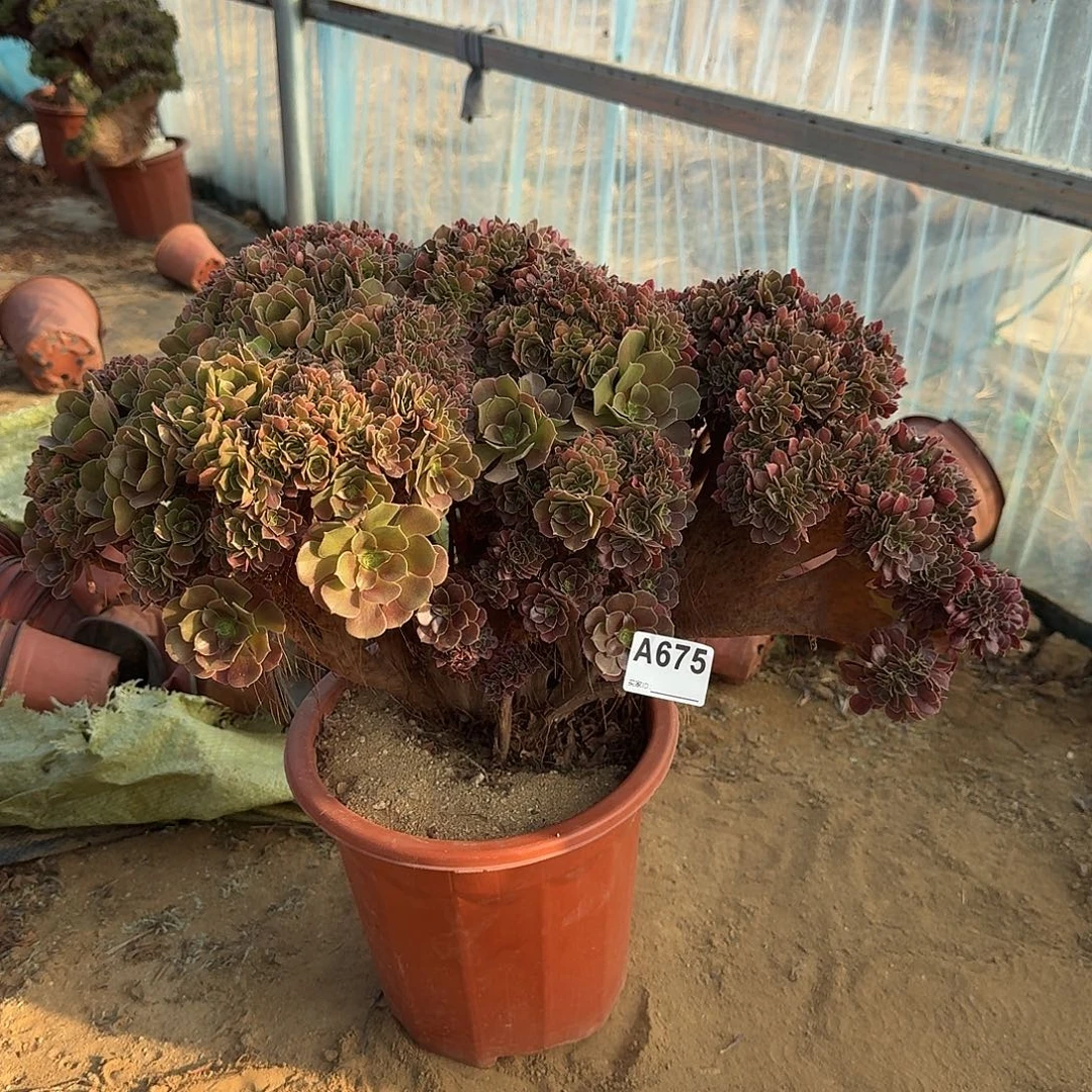 675火玫瑰朵朵一颗呀呀