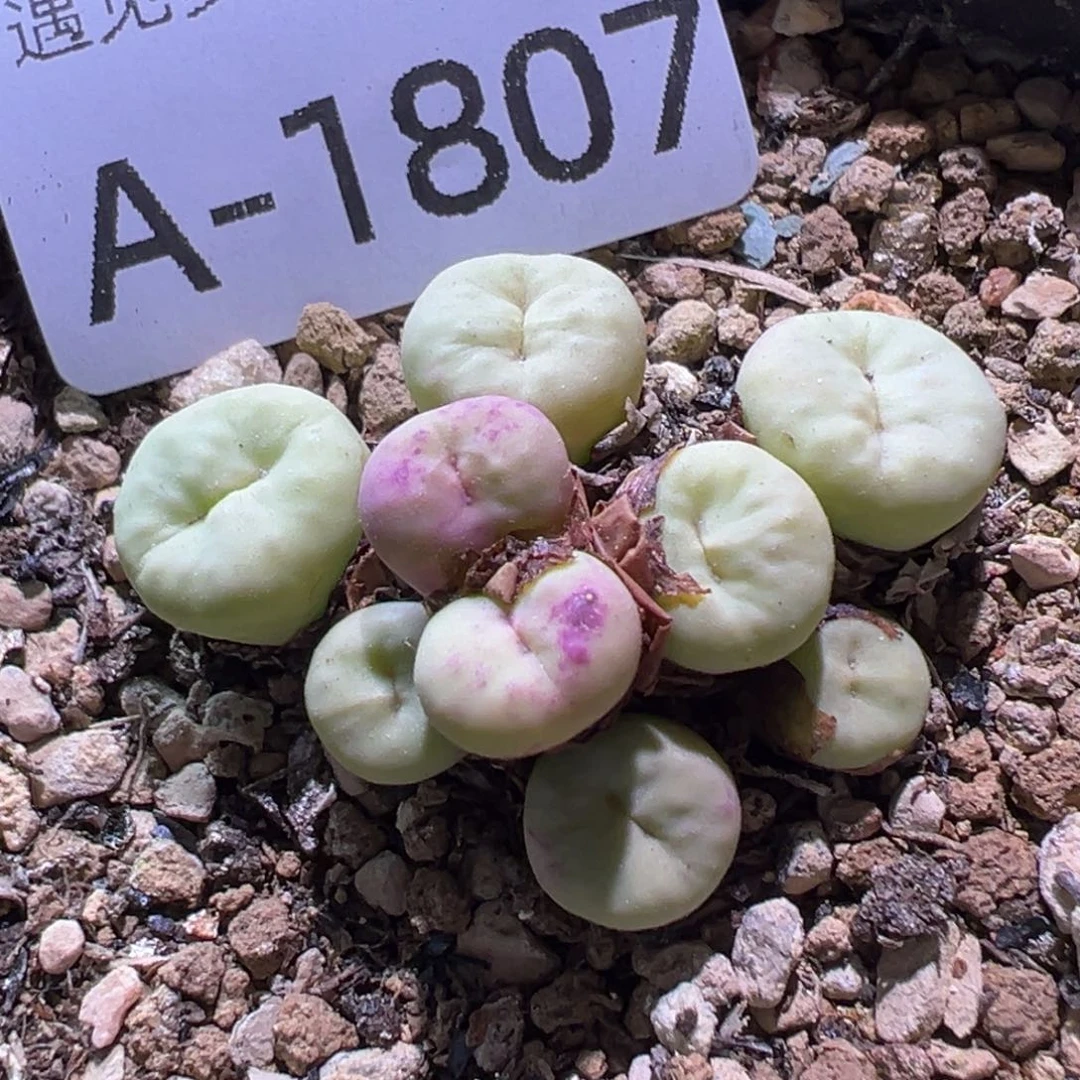 多肉植物11111111111111