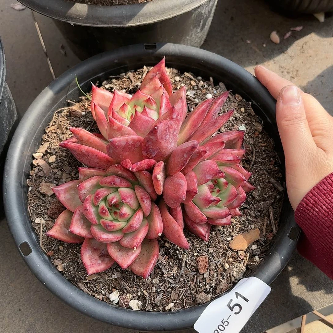 同温层多肉壮壮51