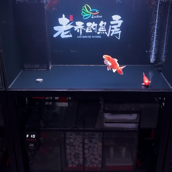 L***、蝴蝶鲤45号蝴蝶鲤。两条
